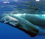 Как спят киты в океане