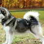 Порода собак аляскинский маламут