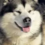 Порода Собак Аляскинский Маламут