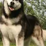 Порода собак аляскинский маламут