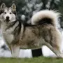 Порода Собак Аляскинский Маламут