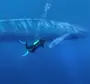 Голубой кит