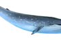 Синий кит картинки для детей