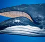 Синий кит картинки для детей