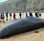 Самый большой кит в мире