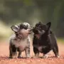Милые Собаки Маленькие Фотки