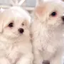 Милые Собаки Маленькие Фотки
