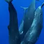 Три кита