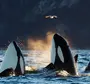 Три кита
