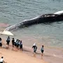 Виды китов с названиями