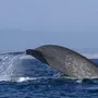 Виды Китов С Названиями