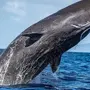 Виды китов с названиями
