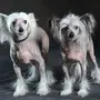 Китайские собаки фотки