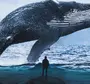 На документы кит