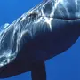 Рыба кит