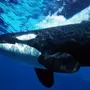 Рыба кит