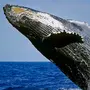 Серый кит
