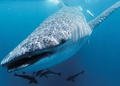 Акула кит
