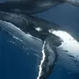 Мика кит картинки
