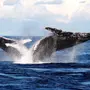 Китов в океане