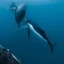 Китов В Океане