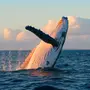 Китов В Океане