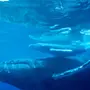 Китов в океане