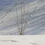 Следы росомахи на снегу