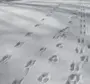 Следы Росомахи На Снегу