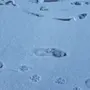 Следы росомахи на снегу