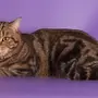 Кошка Шотландская Прямоухая Короткошерстная
