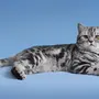 Кошка шотландская прямоухая короткошерстная
