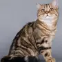 Кошка шотландская прямоухая короткошерстная