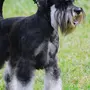 Собака цвергшнауцер