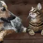 Фотки собак и котят