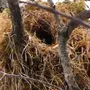 Гнездо Белки В Природе