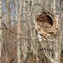 Гнездо Белки В Природе
