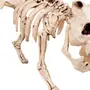 Кости собаки