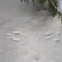 Следы Белки На Снегу