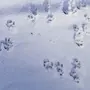 Следы Белки На Снегу