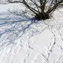 Следы белки на снегу