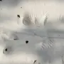 Следы белки на снегу