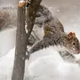 Белка на снегу