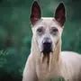 Редкие породы собак