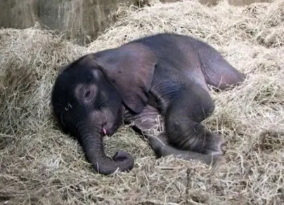 Как спят слоны