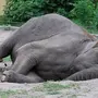 Как Спят Слоны