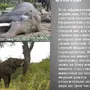 Как Спят Слоны