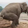 Как спят слоны