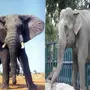 Африканский слон индийский слон