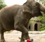 Африканский Слон Индийский Слон